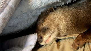 After more than a year of living with an otter that hate people. #Shorts