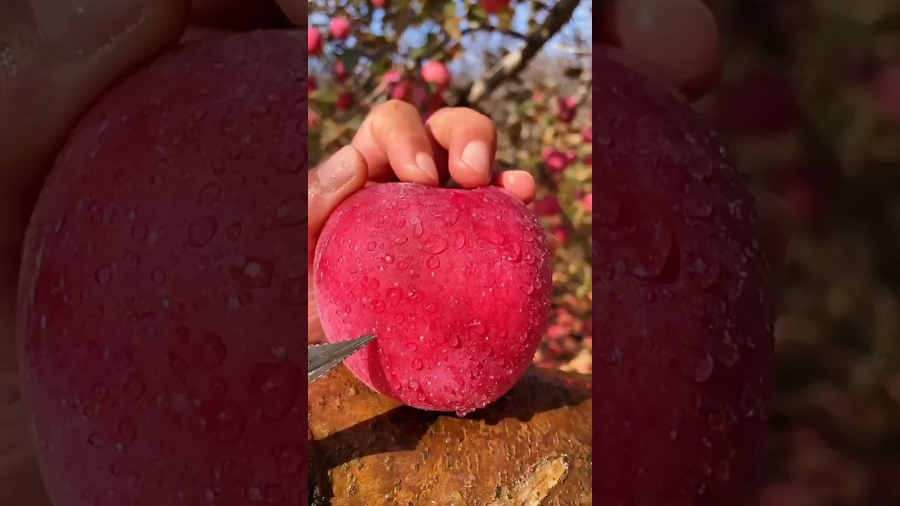 Cloned Apples: The Surprising Science of Your Favorite Fruit