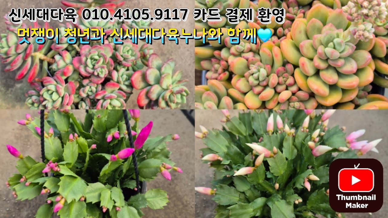 2026/3/7 촬영 이쁜 아이들 판매 합니다 주문 부탁 드려요~🩵건행🩵