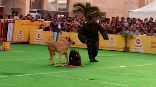 Dog caught thief | Police Dogs Catch Suspect |Dog | dogs | thief | funny dog | funny animal |