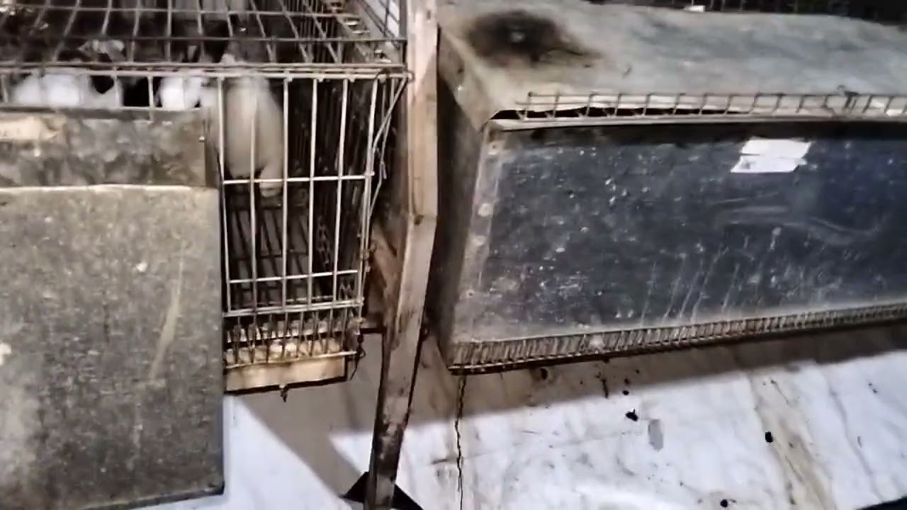 طريقه ممتازه لنظافه المرنبه الارانب