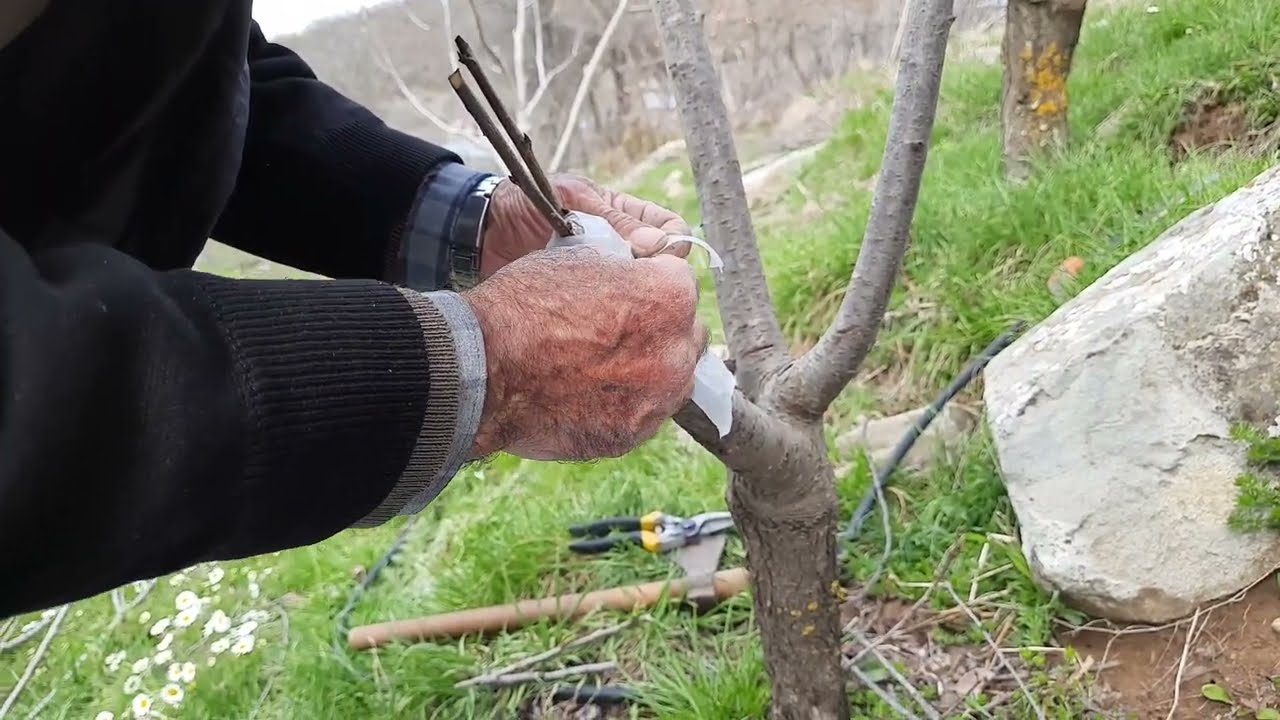 Erik Aşısı nasıl yapılır?