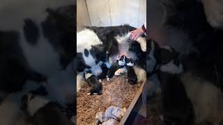 Finally stabilized, a purebred border collie, a family of seven