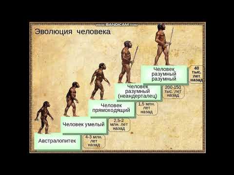 Всемирная история. Теории происхождения человека.