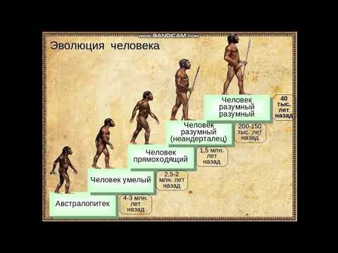 Всемирная история. Теории происхождения человека.