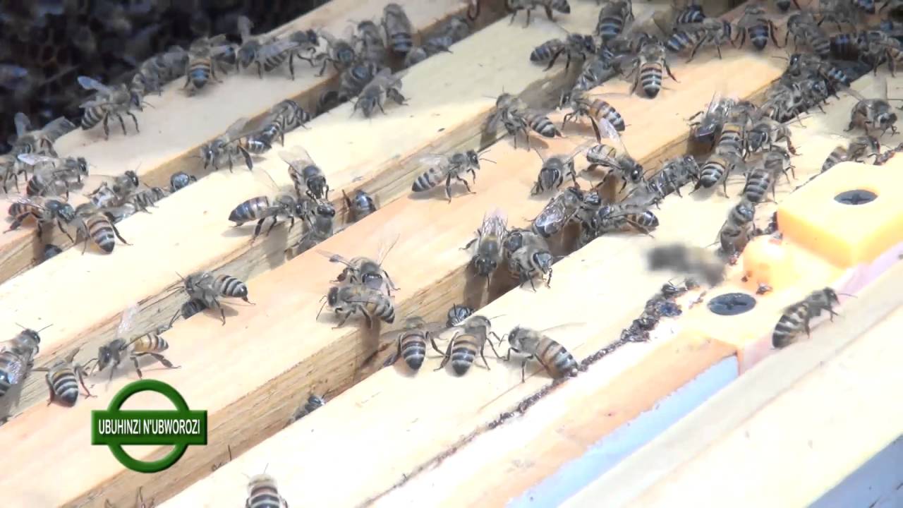 Ubworozi bw'inzuki Bugesera Fulgence HAKIZUWERA -rOYAL TV