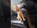 You're adorable #catlovers #kitten #gingercat #kucingoyen #furbaby #anabul #cutecat #oyen #kucingluc