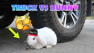 Crushing Different Satisfying Thing With Car Truck Truck Vs Bunny