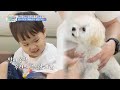 [Weekly Highlights] Dog Trainer Jungwoo🐩 [The Return of Superman] | KBS WORLD TV 260802