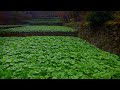 【４Ｋ・ドローン撮影】筏場のわさび田（静岡県伊豆市筏場新田）