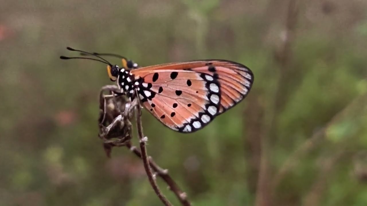 Beautiful 🦋 Butterflies in Chennai 