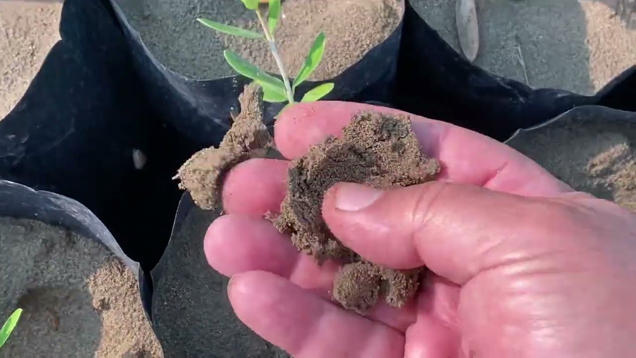 اهم العمليات الزراعية والملاحظات لعقل الزيتون بعد نقلها الى الاكياس