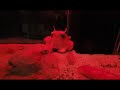 メンダコ耳パタパタ（沼津港深海水族館） の動画、YouTube動画。