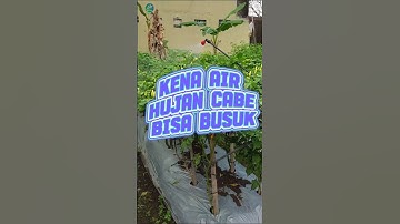 Waspada musim hujan tiba, lakukan ini biar cabe aman! #cabe #merawatcabe #petanicabai