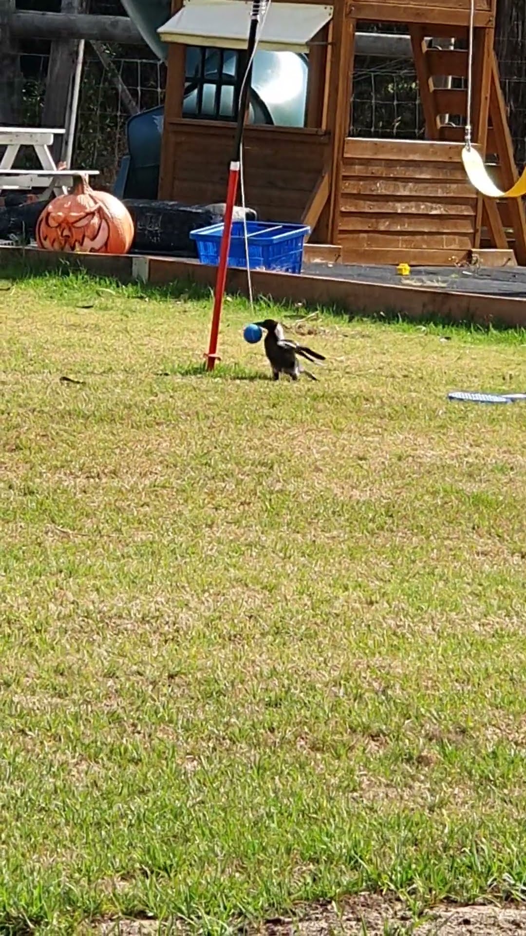 Magpie Playing Swing Ball || ViralHog