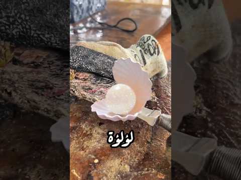 أغلى لؤلؤة في العالم داخل صدفة قديمة