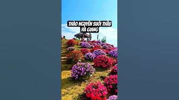 Thảo Nguyên Suôi Thầu Hà Giang ngập tràn hoa rực rỡ tháng 10 #dulichvietnam #travel #hagiang