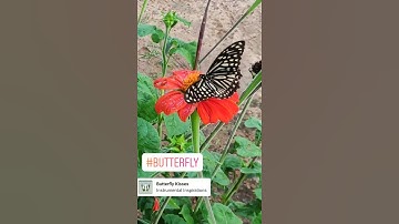 Thumbnail of butterfly kisses flowers #butterfly #kisses #flowers #beatiful