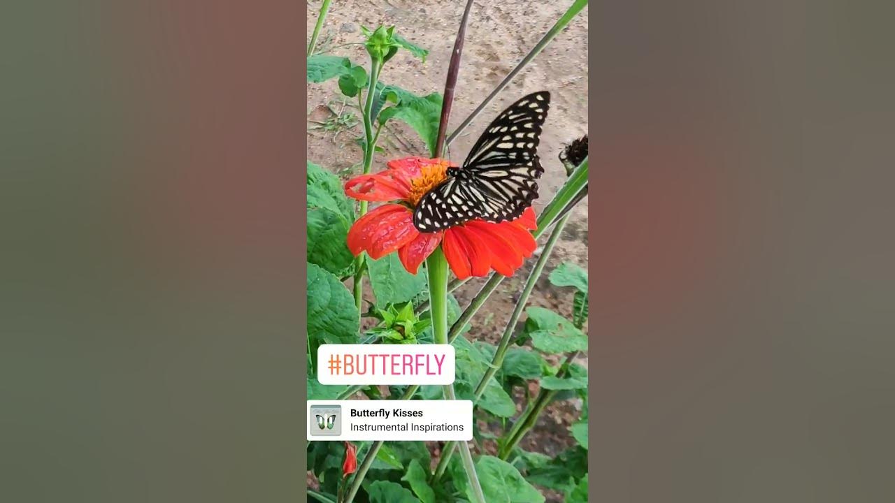 butterfly kisses flowers #butterfly #kisses #flowers #beatiful