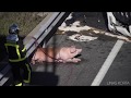 Accidente de un camin que transportaba cerdos en madrid linas korta