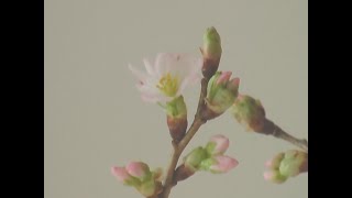 ゆとり