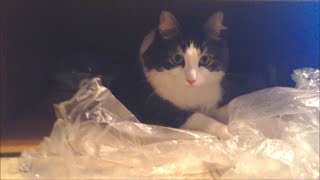 Anakin Two Legged Cat Boxes & Plastic are the Best! by Anakin The Two Legged Cat 2,864 views 7 years ago 1 minute, 6 seconds