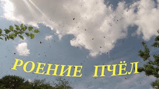 Почему пчелы роятся?