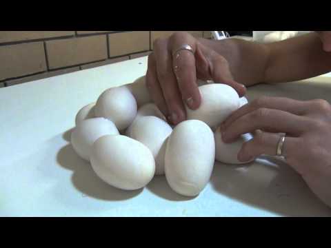 Snake egg seperation - K Brothers Pythons ep.15