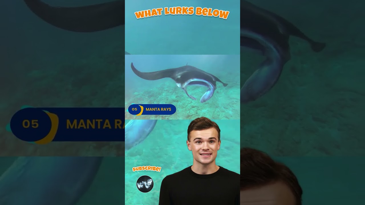 Manta Rays Stun Scientists with Shocking Intelligence 