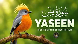 Surah Yasin سورة يس 🌙📖 | Beautiful Recitation in a Soft Child Voice | Abdullah Shaban 🎙️ screenshot 3