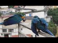 Guacamayas Caraqueñas - Una nueva familia