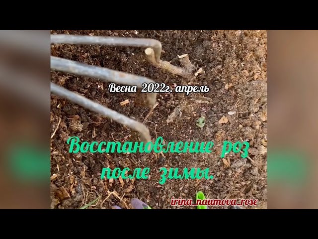 Реанимация роз. Восстановление роз после неудачной зимовки.