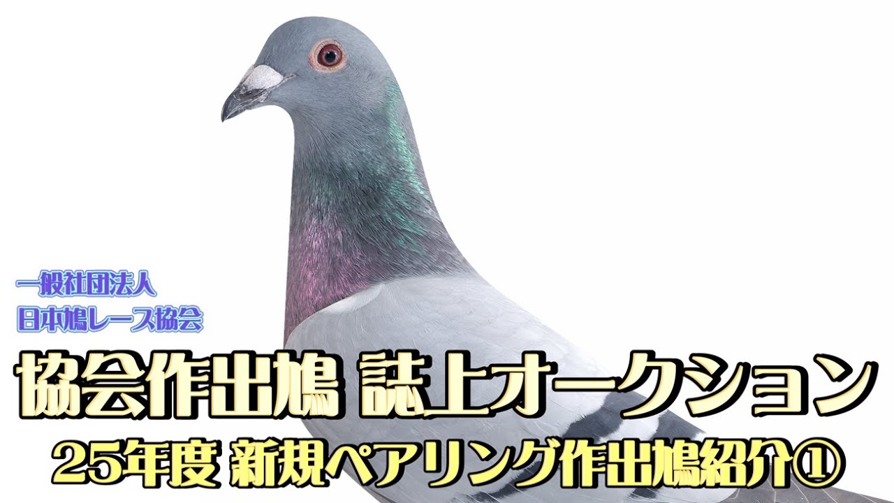 2025 Association-bred Pigeon Magazine Auction New Pairing