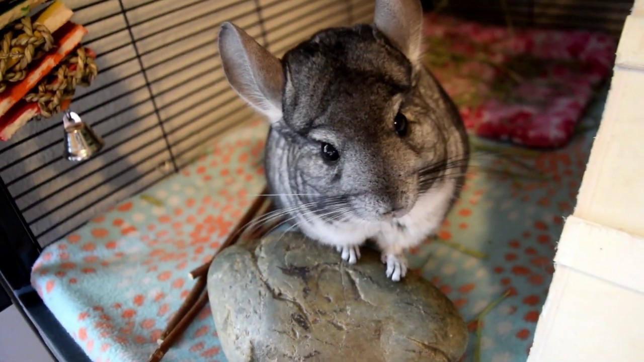 do chinchillas lose their hair when scared