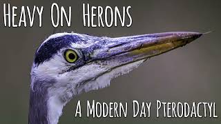 HEAVY ON HERONS by Keith's Frame Of Mind 72 views 1 year ago 10 minutes, 14 seconds