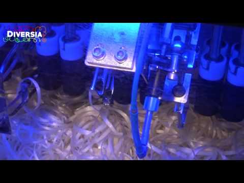 BEST WAY TO PEEL: AUTOMATIC ASPARAGUS & CARROT PEELING MACHINE (Tentrit Foodtec Vegetable Peeler)