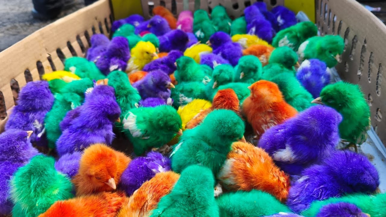 Ayam Lucu, ayam warna warni, ayam rainbow, kelinci lucu, bebek lucu, ikan koi, Hewan Lucu