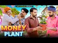    money plant       ft rajiyo20  ad