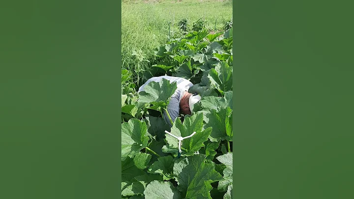 Jeff Keckler,The Great Zucchini  Hunter