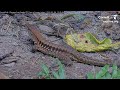 Central American Whiptail Visits Panama Fruit Feeder Cam For The First Time | May 8, 2026