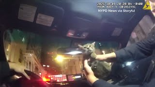 NYPD officer adopts kitty after rescuing it from under food truck