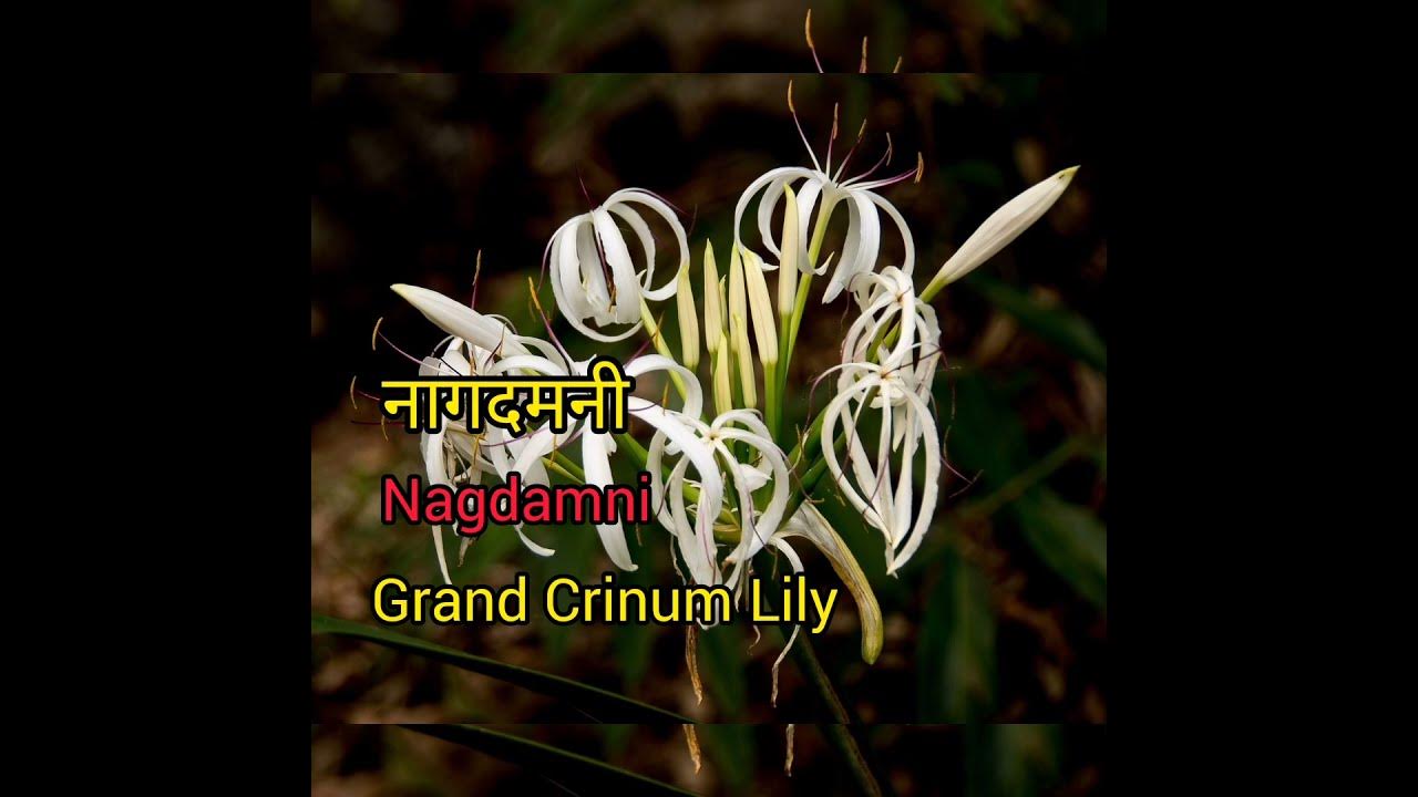 grand-crinum-lily-meaning-in-hindi-with-picture-crinum-lily-matlab-kya