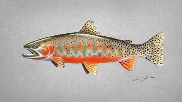 San Juan Lineage Cutthroat Trout Timelapse Drawing