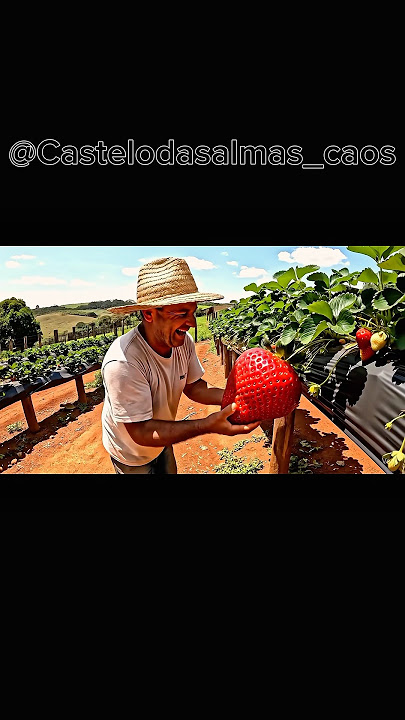 Hyper creamy giant Strawberry #fruit #Strawberry #giant #harvesting #exoticfruitplants #farming