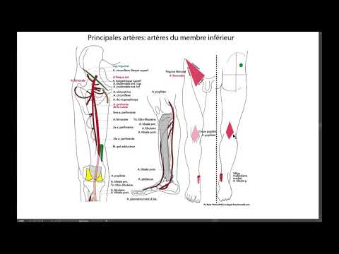 Vidéo: Qu'alimente l'artère péronière ?