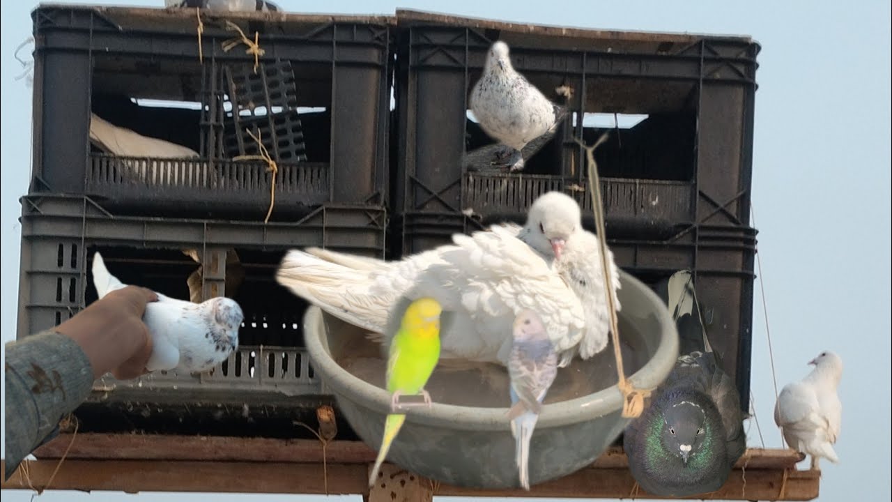 19 ફેબ્રુઆરી, 2026  આજે તો કબુતર ના બચાથયાગયા  અને  એક કબુતર સૂટુ કરિઈ ❤‍🔥🥰😊🕊