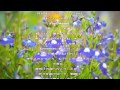 FIND MYSELF/今井絵理子/歌詞付き Relaxing Music