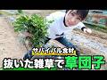 【キャンプ飯にも】抜いた雑草で草団子を作ったらまさかの出来に！【よもぎ団子】