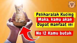 FAKTA ! 15 PAHALA MEMELIHARA KUCING DALAM ISLAM | SIMAK MANFAAT MEMELIHARA KUCING MENURUT ISLAM