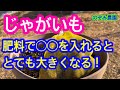 【じゃがいも】イモを大きくするために、最適の肥料はコレです。